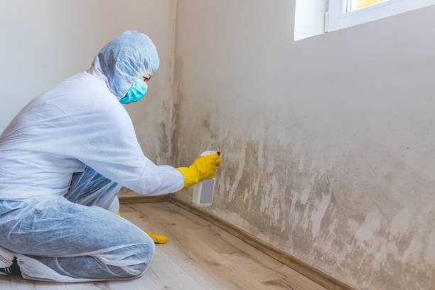 Licensed Mold Testing service in Cream Ridge, NJ - WQB Mold Removal