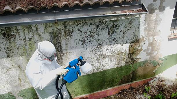 Top rated local Mold Testing specialists in Cream Ridge, NJ